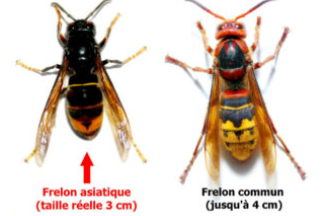Piégeage des frelons asiatiques